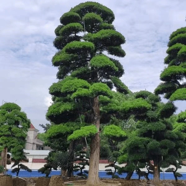 罗汉松室外别院景观盆景绿植盆栽植物庭院老桩盆栽四季常青球形