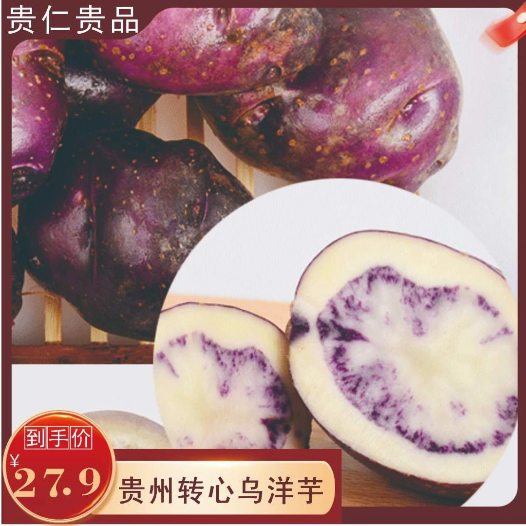 贵州钻心乌洋芋新鲜营养农家种植紫土豆自种沙地洋芋烙锅烧烤洋芋