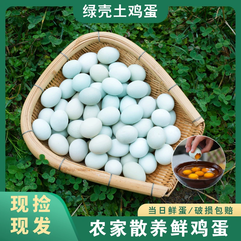 【绿壳鸡蛋】贵州农村农家散养新鲜绿壳土鸡蛋现捡现发农场羽麻鸡蛋