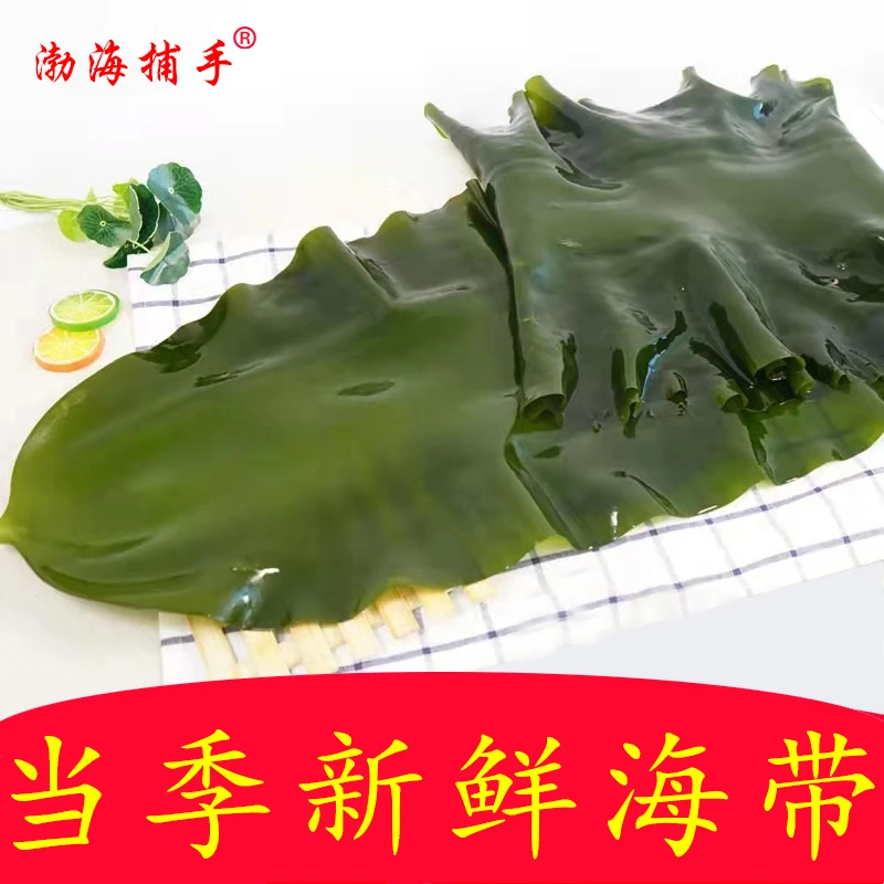【大连】新鲜盐渍海带包饭凉拌炖菜火锅【含箱5斤】