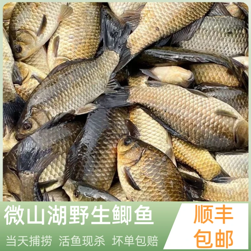 小渔姐妹微山湖野生新鲜大鲫鱼现杀淡水小鲫孕产妇下奶月子汤顺丰