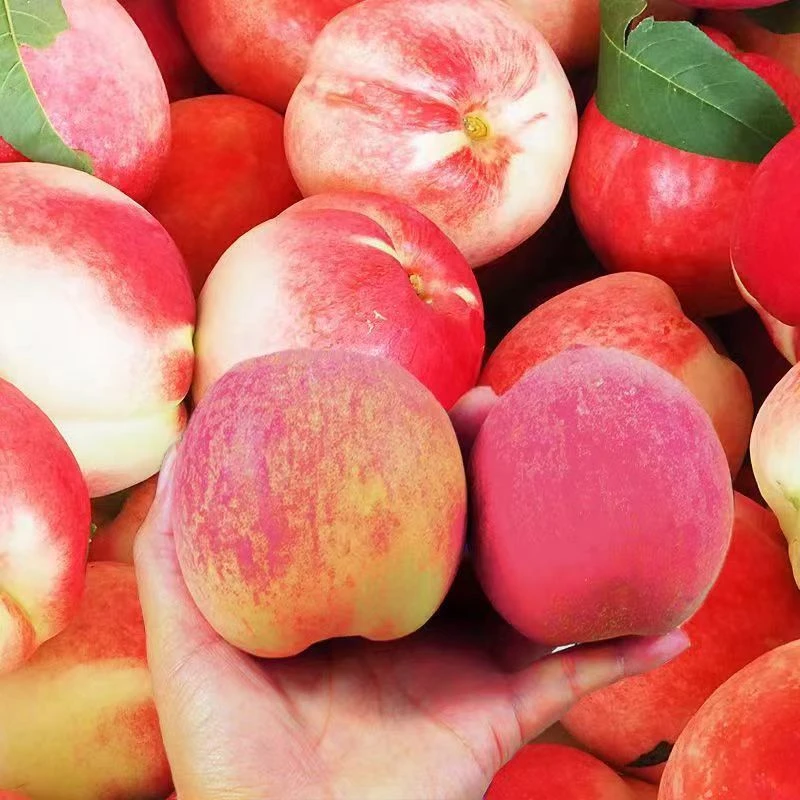 运城桃子脆桃春雪蜜毛桃山西运城桃子脆甜多汁4.5斤