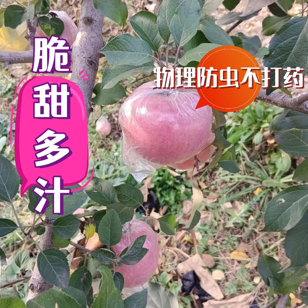 山西运城临猗红富士冰糖心丑苹果脆9斤新鲜脆甜多汁