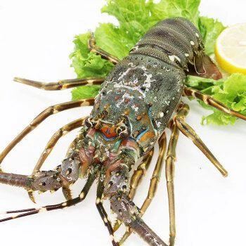 鲜活小青龙约8两/只(大规搭)