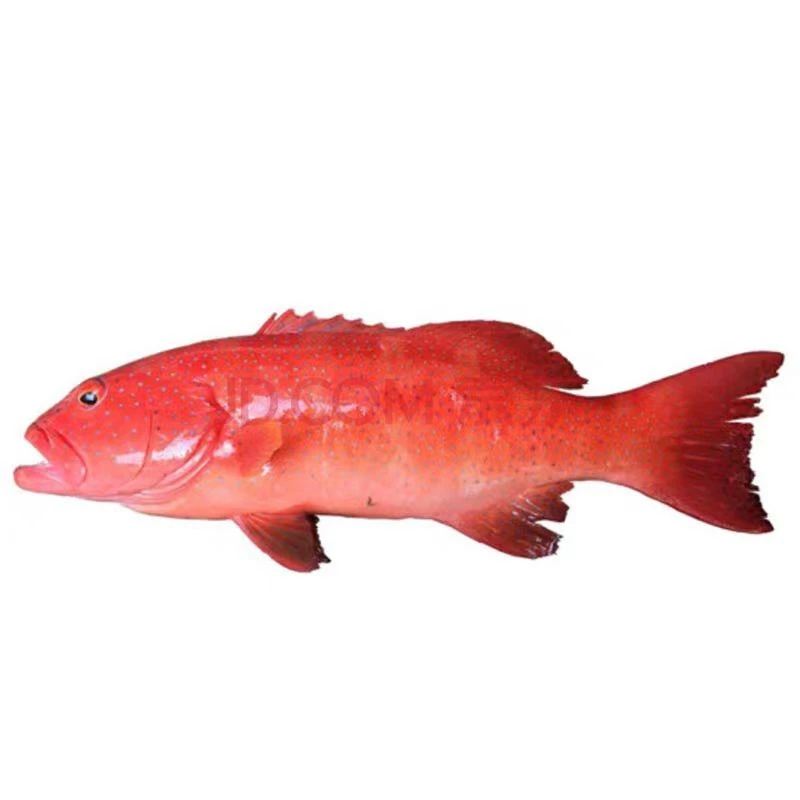 鲜活东星斑约1.6斤/条