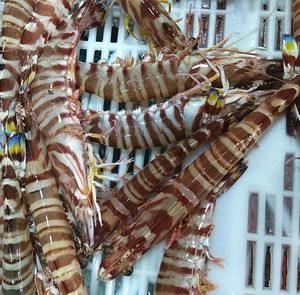 鲜活海捕大明虾1斤(1斤3条，九节虾)