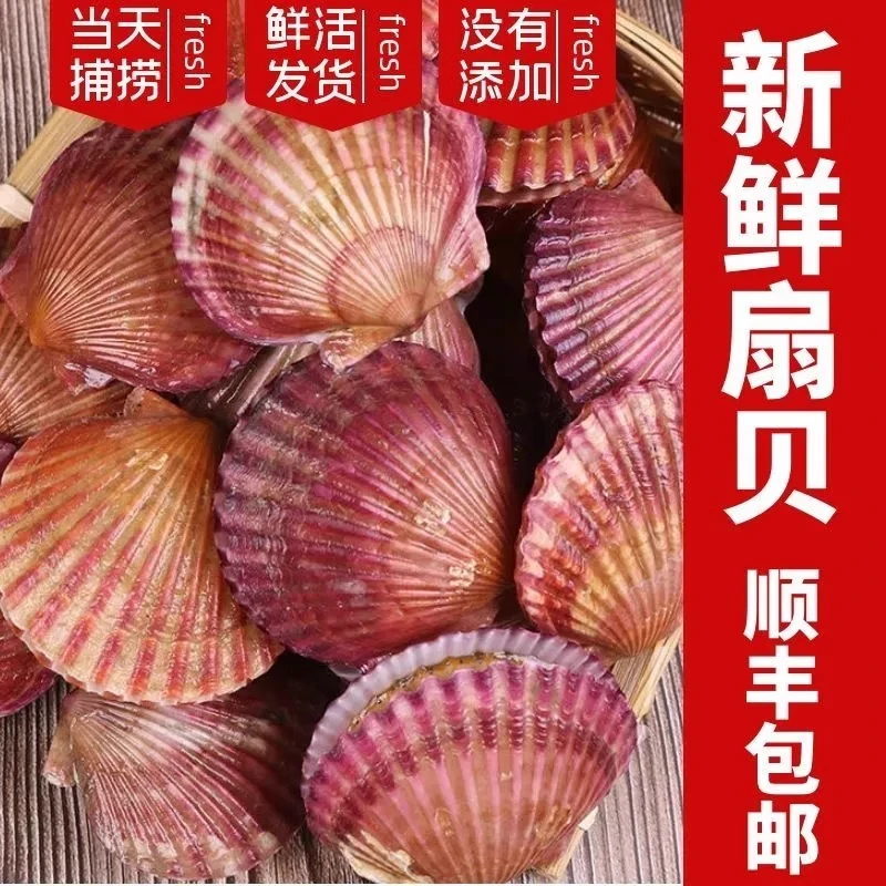 连云港 鲜活扇贝 小红贝 5斤 (鲜活发货保鲜不包活)鲜嫩肥美