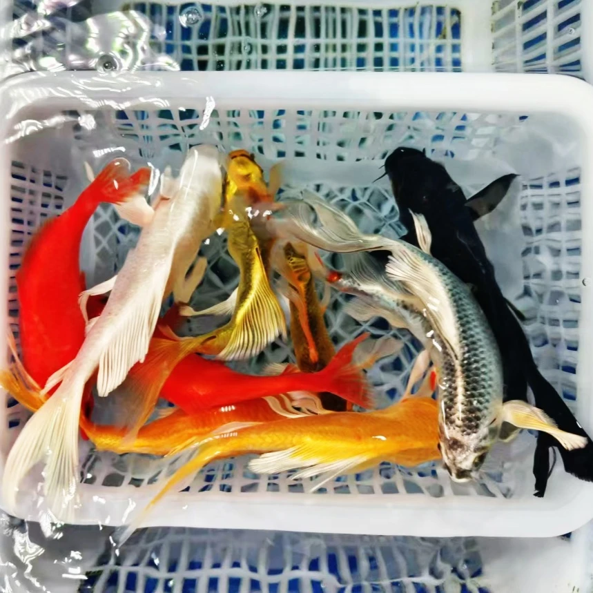 【2黄2红2金猫2银猫1白1黑】10条装 冷水鱼 德系日系鹦鹉