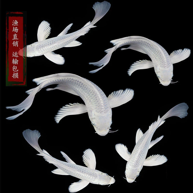 18号49.9一物一拍【包邮包活】推荐皮实鹦鹉好养耐活冷水观赏鱼锦鲤