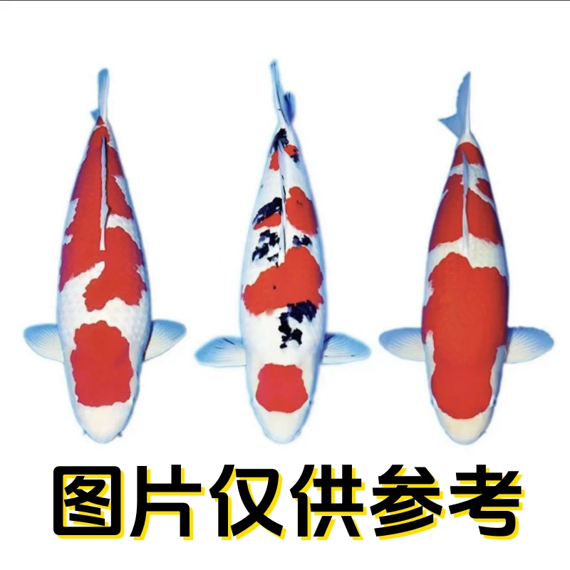 十一号【1黄金1黑1红白】18公分左右包邮包活冷水观赏鱼活体鱼