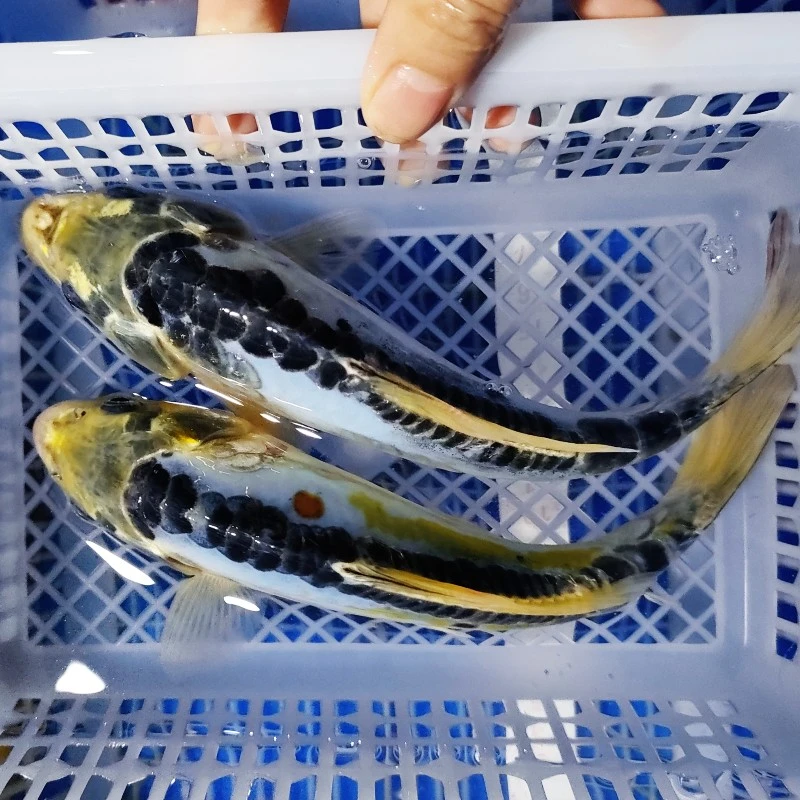 【精品大金龙+大蓝龙16-18公分】精品冷水鱼包邮