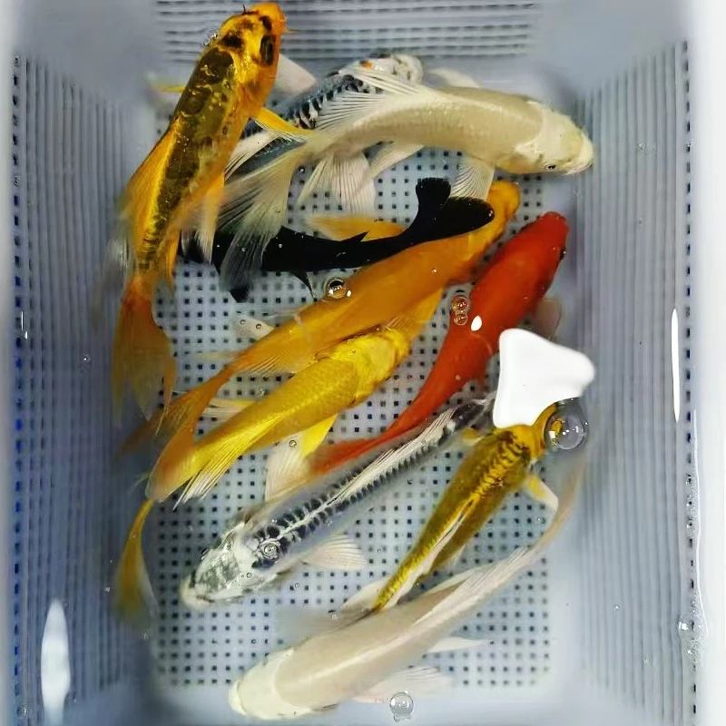 十全十美【2金2蓝2芒果2白2黄】10-12公分 精品冷水鱼包邮