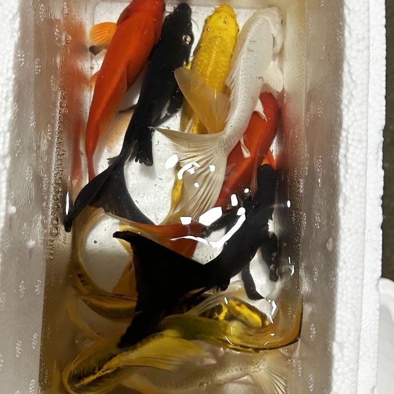 19号满框大全家福【包邮包活】推荐皮实鹦鹉好养耐活冷水观赏鱼锦鲤