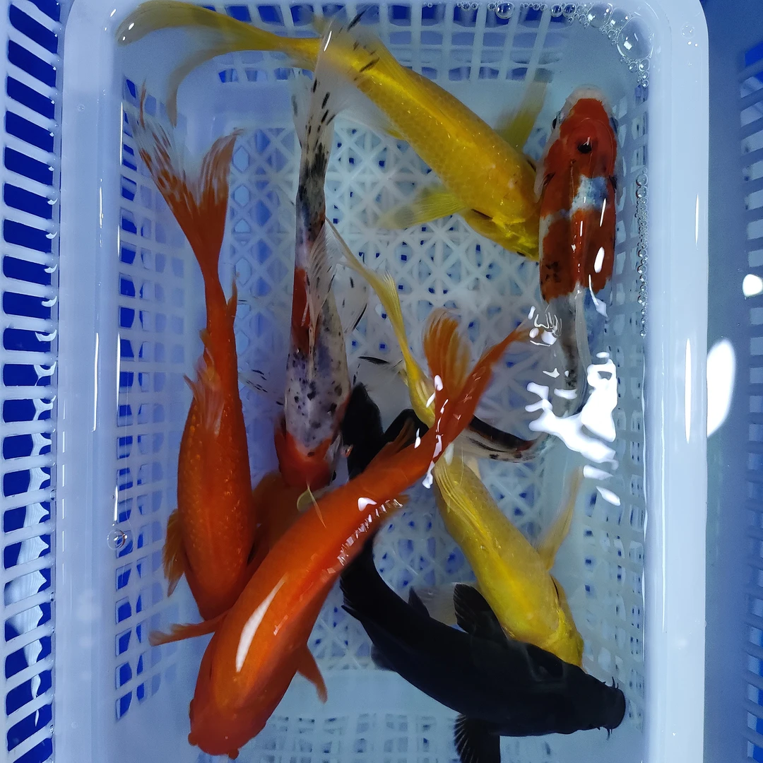 13号【2黄2红2黑2兰花 8-10公分】红色是草金 锦鲤