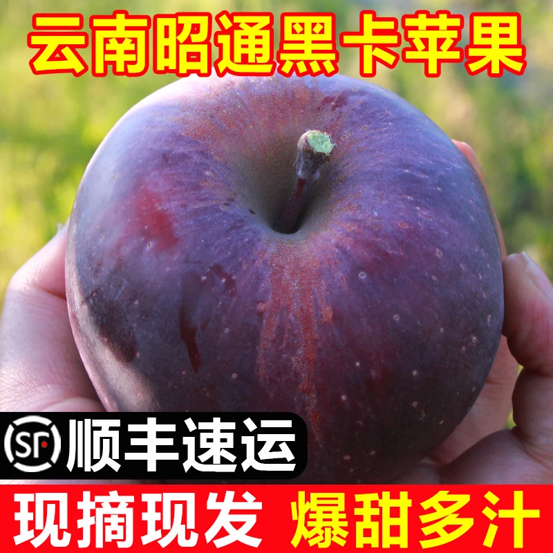 云南昭通黑卡苹果黑钻苹果黑色苹果9斤纯甜苹果水果当季整箱现货