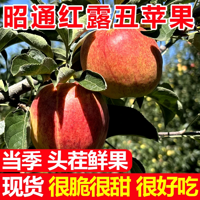 2024年云南昭通丑苹果当季水果脆甜整箱现摘5斤丑苹果