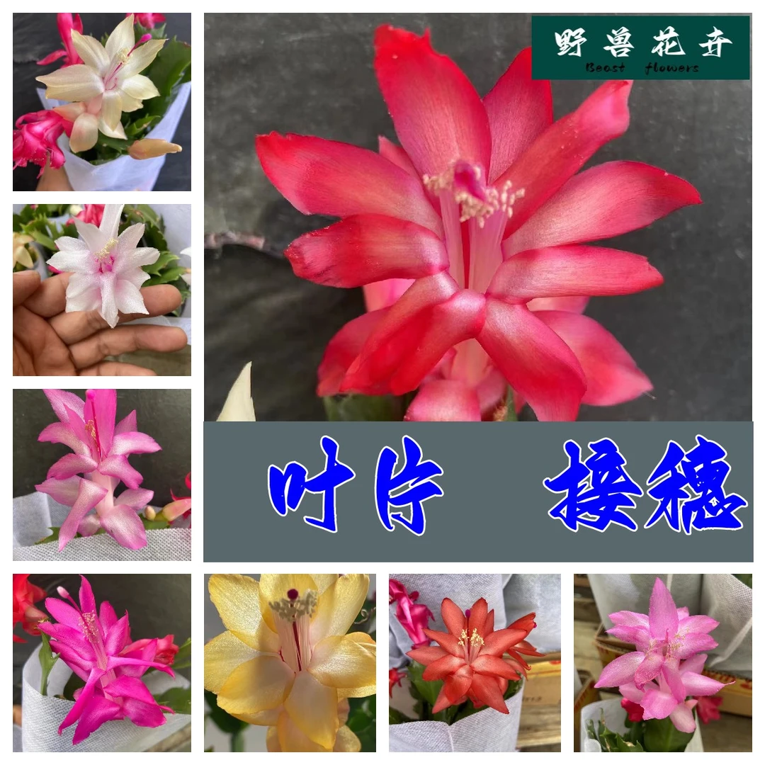 （Y）品种蟹爪兰叶片扦插嫁接接穗