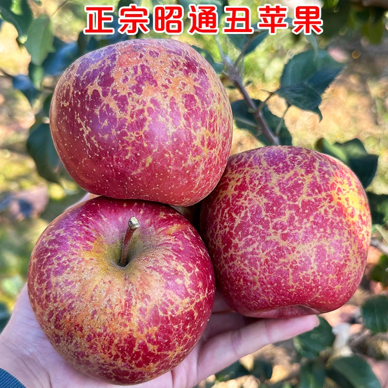 糖心苹果丑苹果红苹果正宗昭通冰糖心苹果正宗冰糖心苹果产地直发
