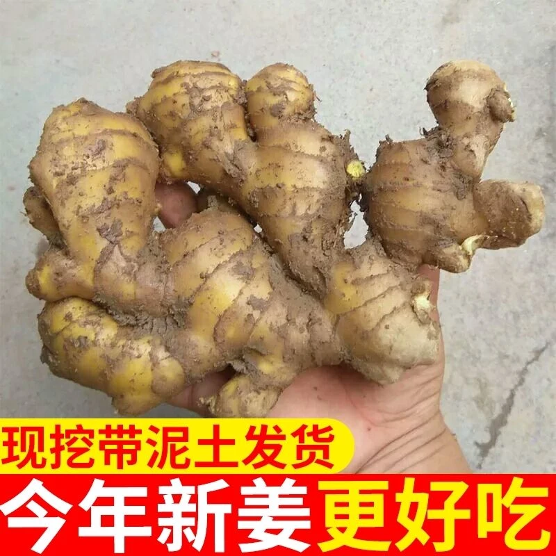 【出口级精选】山东大黄姜现挖自己家种植新鲜净重生姜鲜姜包邮