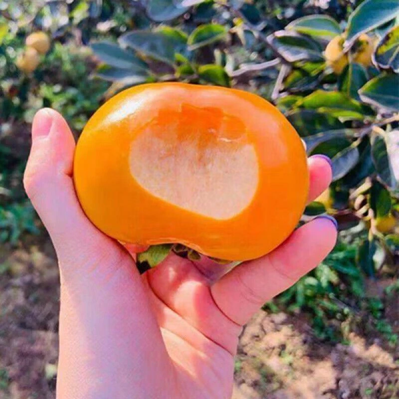 脆甜柿子树苗嫁接果树苗南北方种植地栽火晶柿脆甜柿树苗当年结果