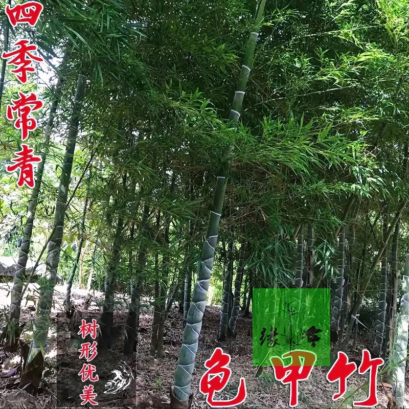 竹苗一龙鳞竹精品名贵龟甲竹庭院别墅花园耐寒景观盆栽竹苗户外