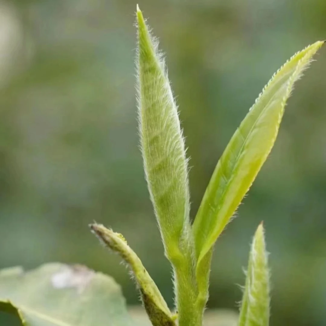 【大洋山不一般白牡丹】2024年百花香/花香馥郁/毫香/高山工艺