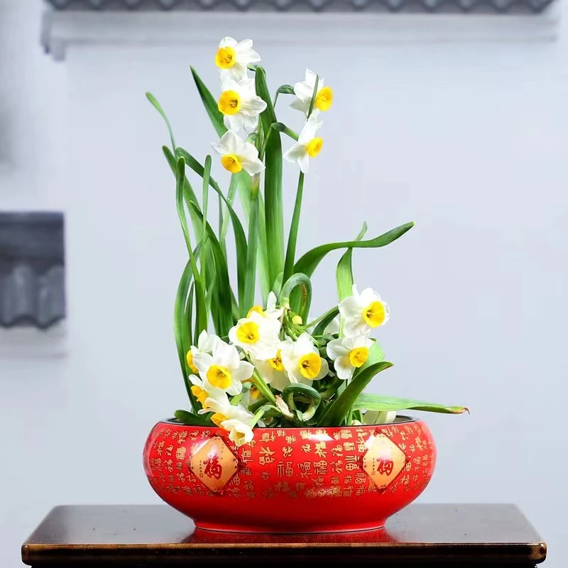 漳州水仙花一物一拍