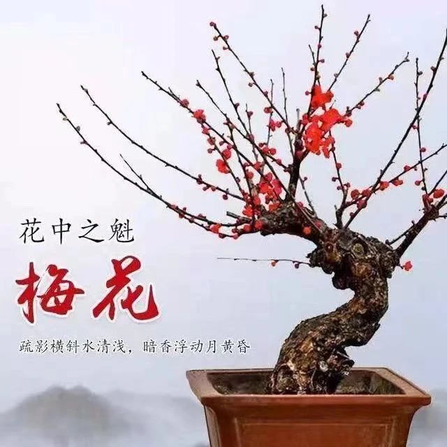 梅花盆景精品盆景带花盆好养的中式盆景北方庭院盆景防冻南方好养