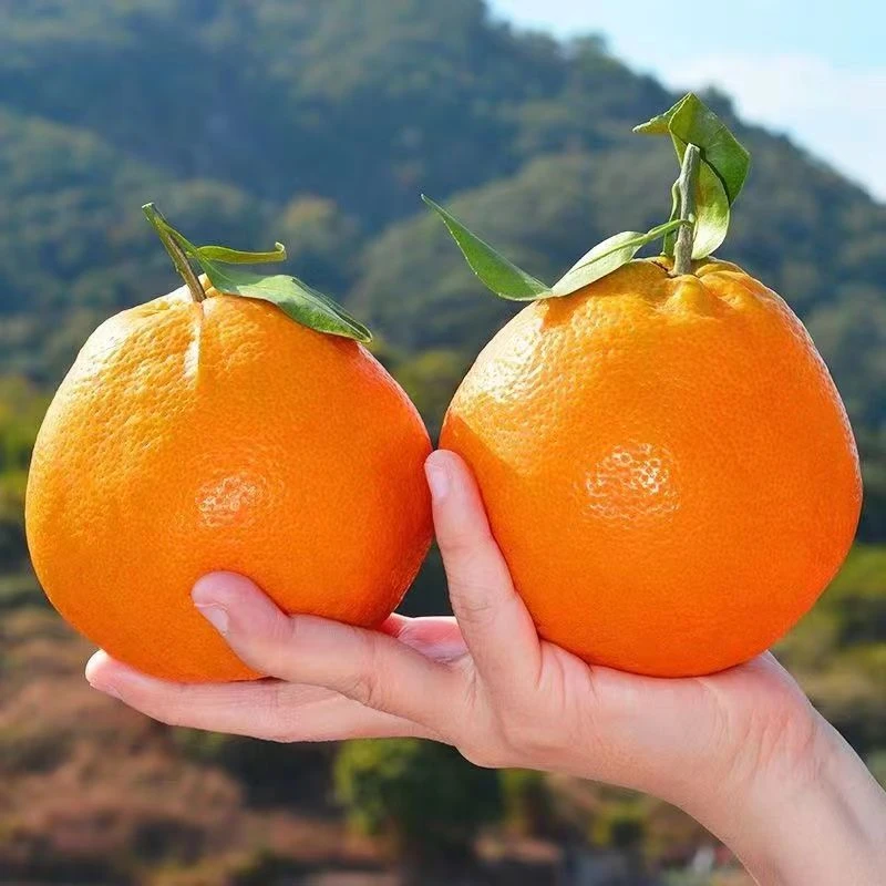 【现摘发货】四川地区春见耙耙柑新鲜水分足食用好吃爆汁好看5/8斤
