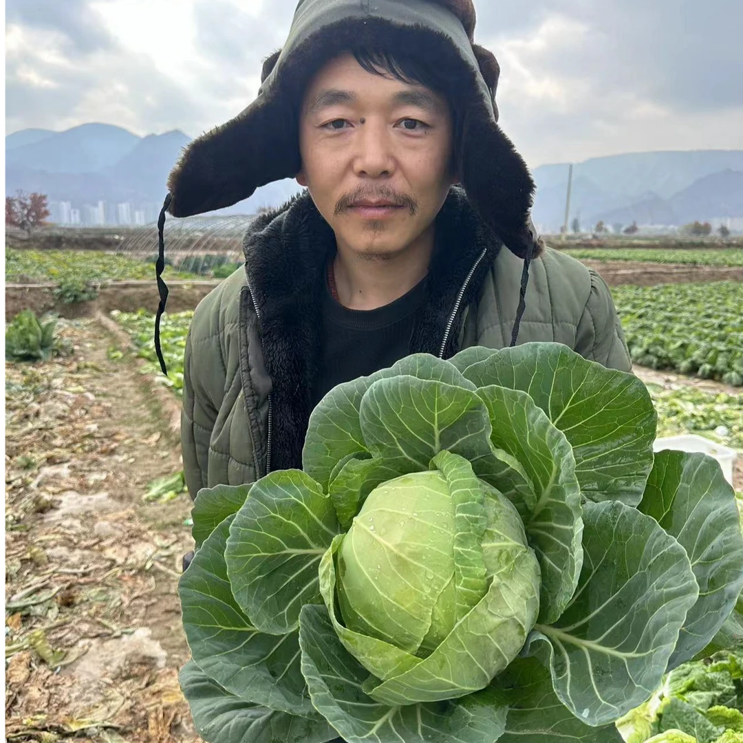 【中秋福利】甘肃高原霜打包菜地头现砍新鲜甘蓝新鲜炖煮味道鲜美