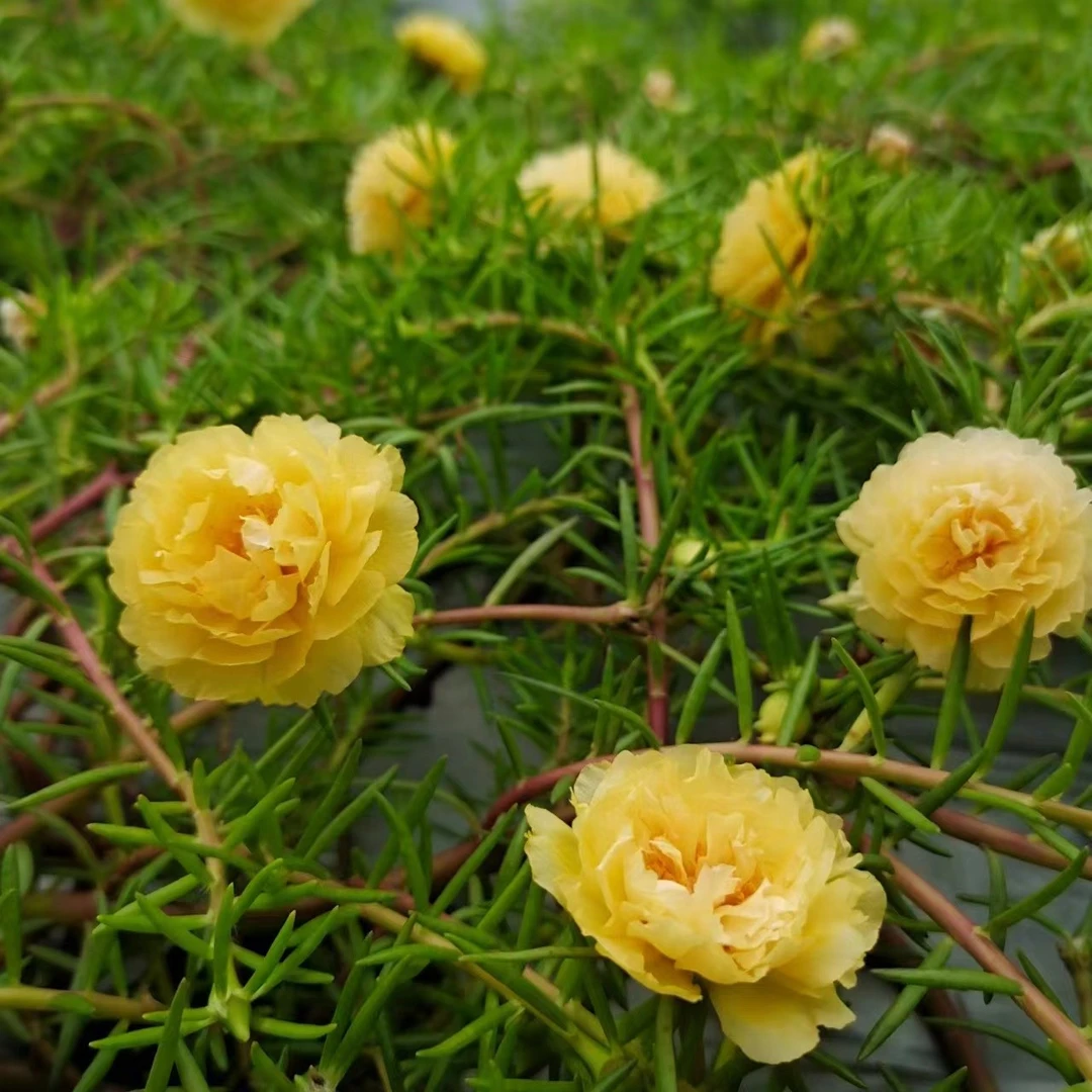 宿根重瓣太阳花无根枝条