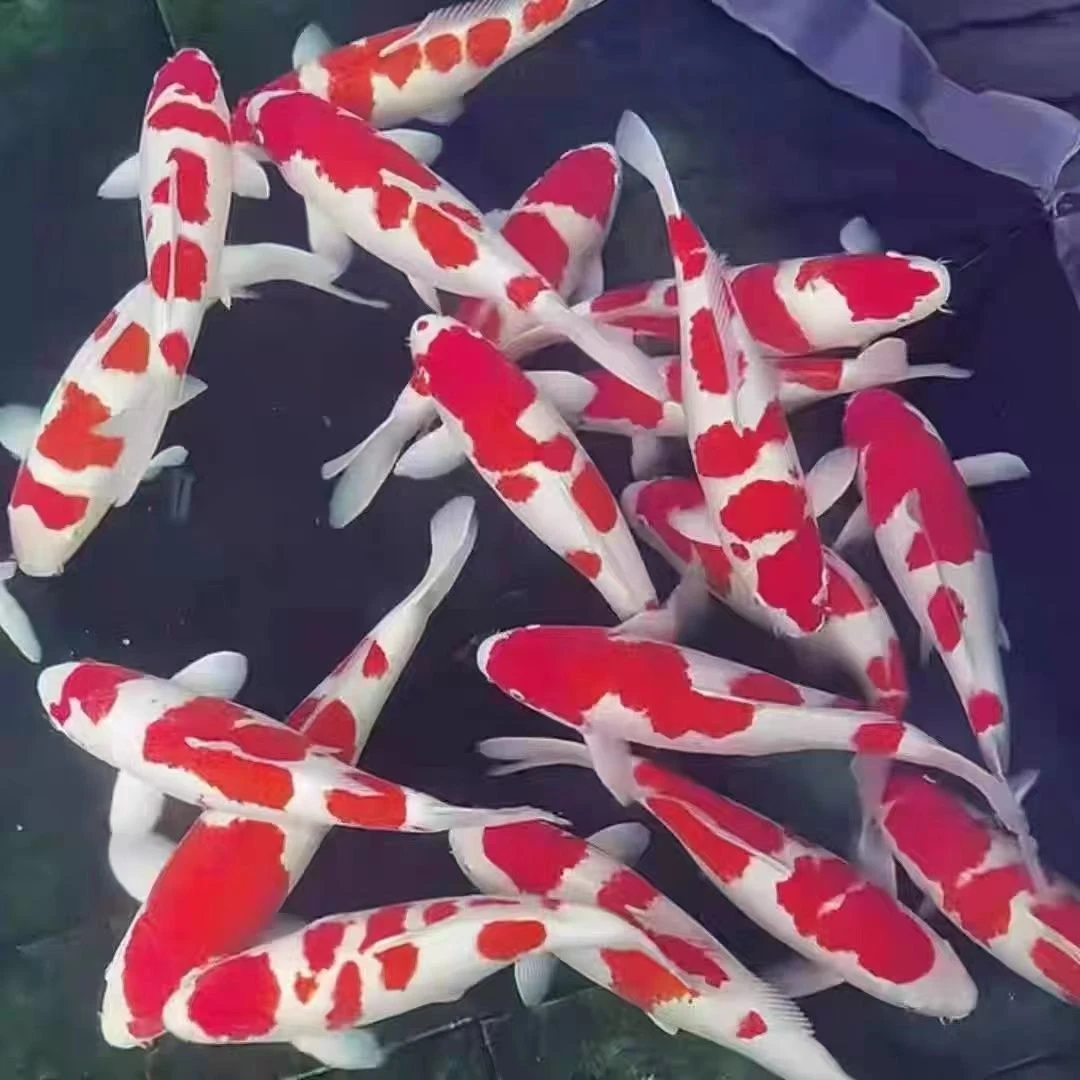 锦鲤活体观赏鱼红白三色龙系辉龙昭和菲写冷水鱼好养耐活