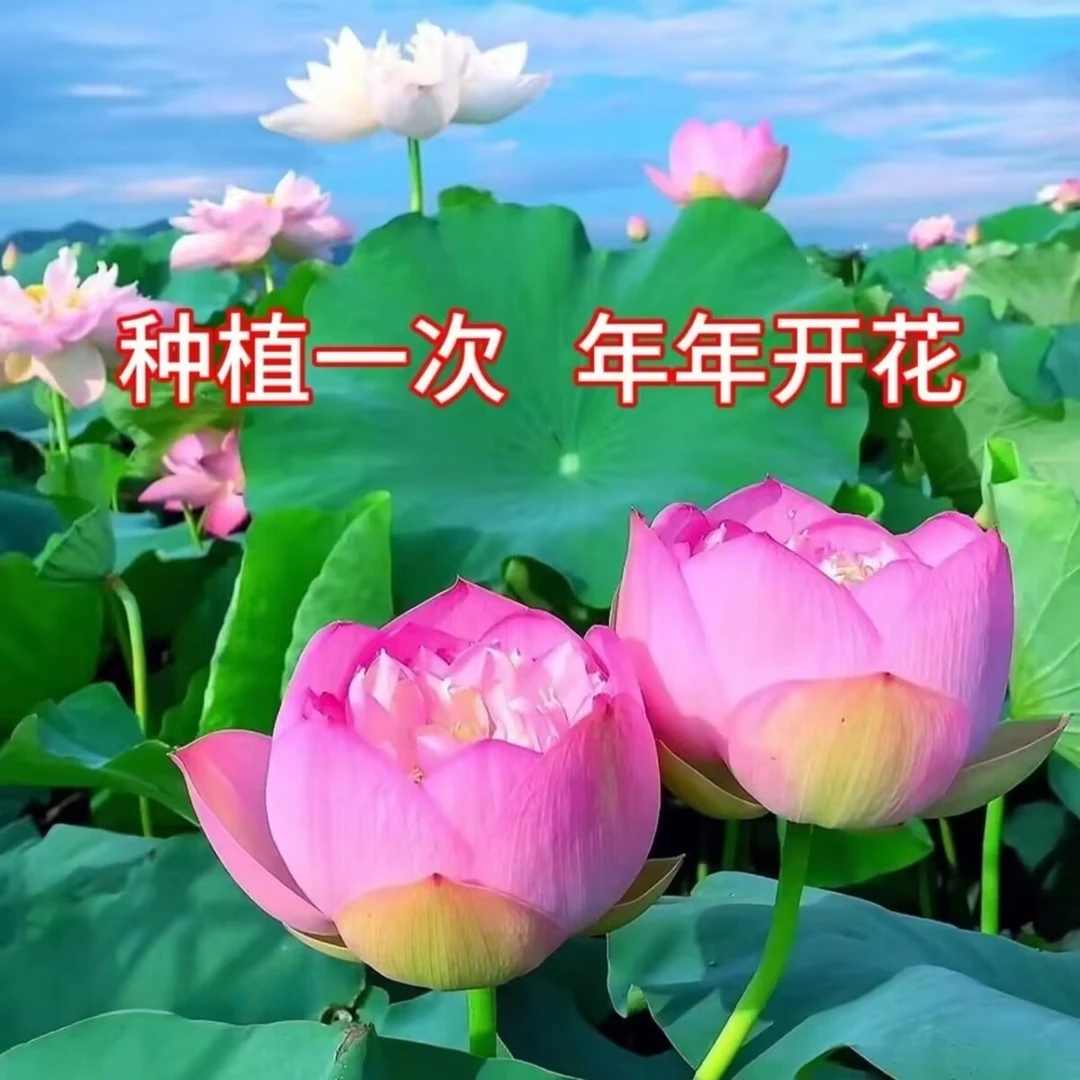 大型荷花种高产莲子莲藕种食用大田池塘观赏莲花卉莲蓬种