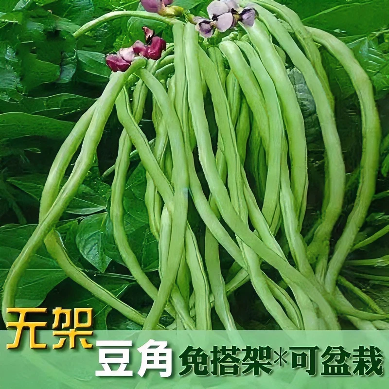 无架长豆角种子苗早豇豆四季豆蔬菜种籽菜种大全孑子豆种籽种秧莱