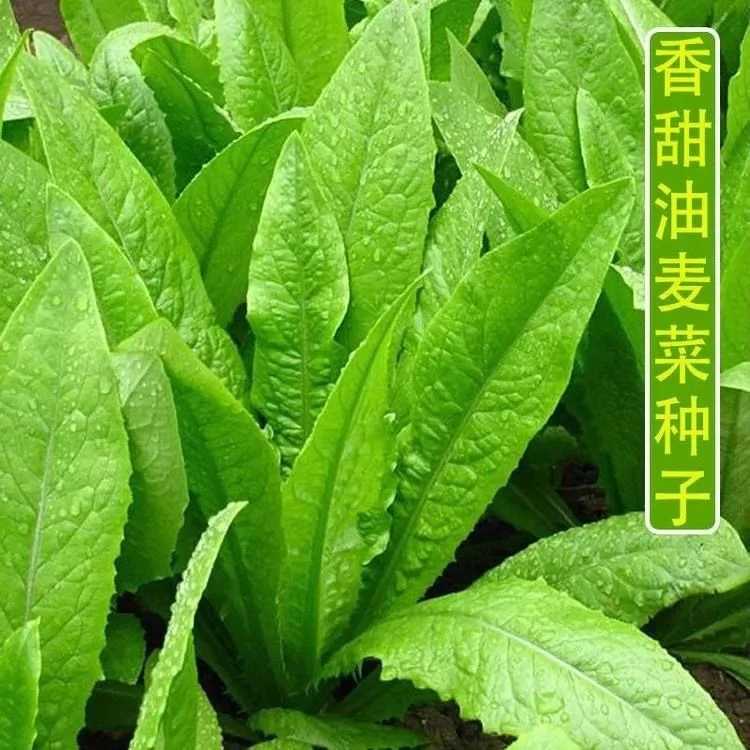 正品油麦菜种籽清香脆甜无斑耐高温四季播种盆栽庭院有机蔬菜种子