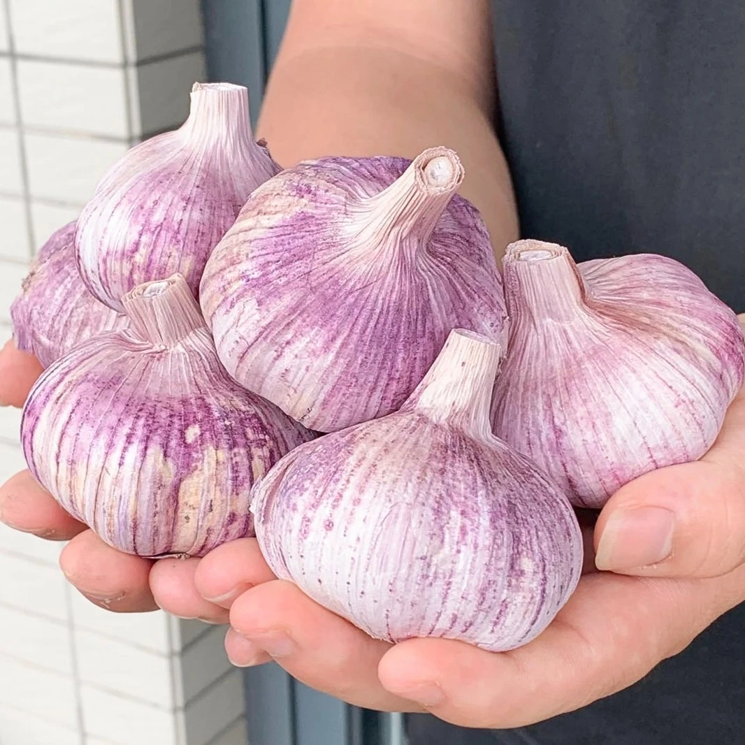 【赔本冲量】正宗金乡紫皮大蒜头批发干大蒜头干蒜新鲜大蒜批发包邮