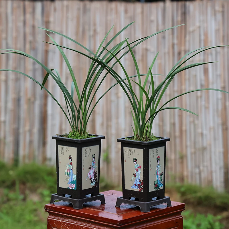 [拍一发二]高雅致兰媒桌面绿植盆栽兰花铁骨素心四季浓香好养花卉