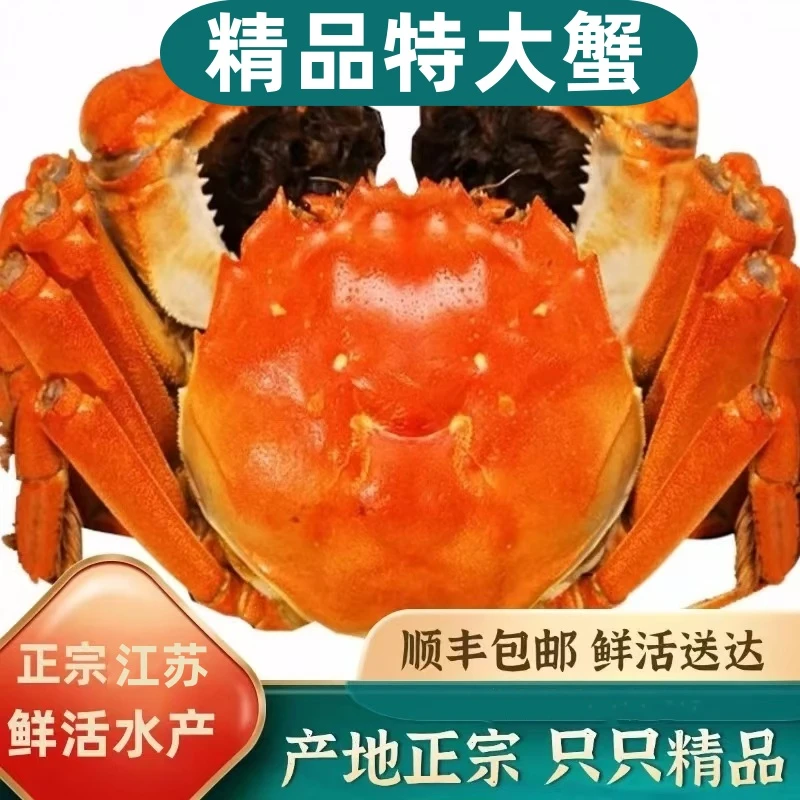 【江苏活蟹】鲜活大螃蟹公3.7-3.4两母3.1-2.8两 共10只 礼盒包装