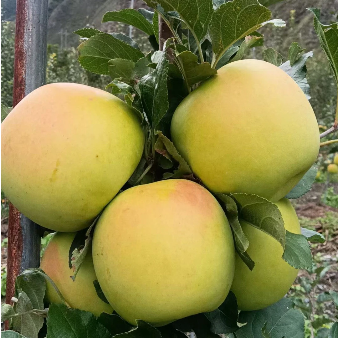 阿坝州茂县瑞雪苹果10斤包邮