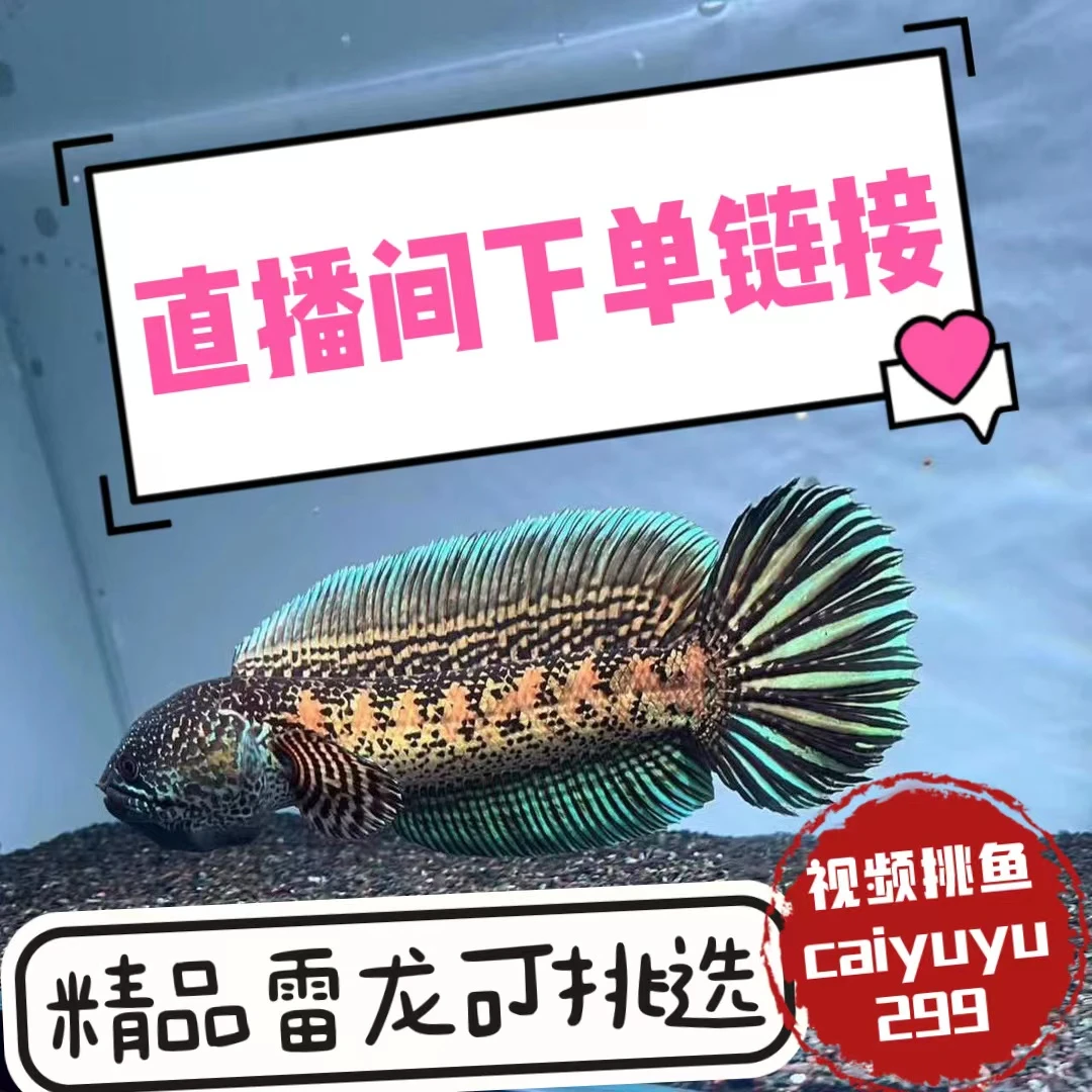 精品雷龙直播间挑鱼下单链接，下错自动发饲料活体