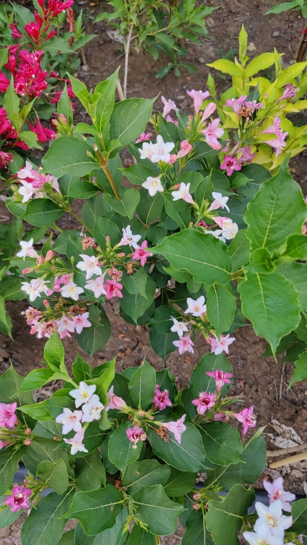 锦带花耐寒耐旱树苗别墅庭院盆栽绿化