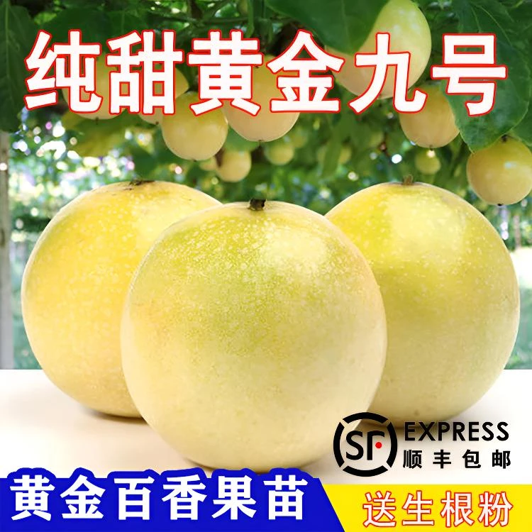 纯甜黄金九号百香果嫁接苗纯甜黄金百香果特大新品种四季爬藤绿植