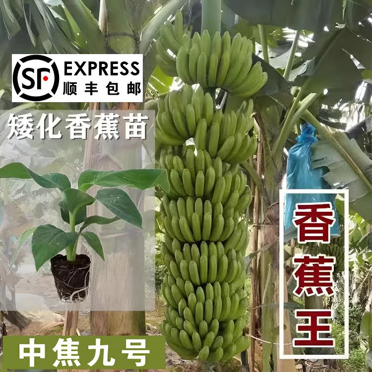 香蕉苗中蕉9号苗桂蕉正宗中焦苗皇帝蕉苗粉蕉苗当年结果带土发货