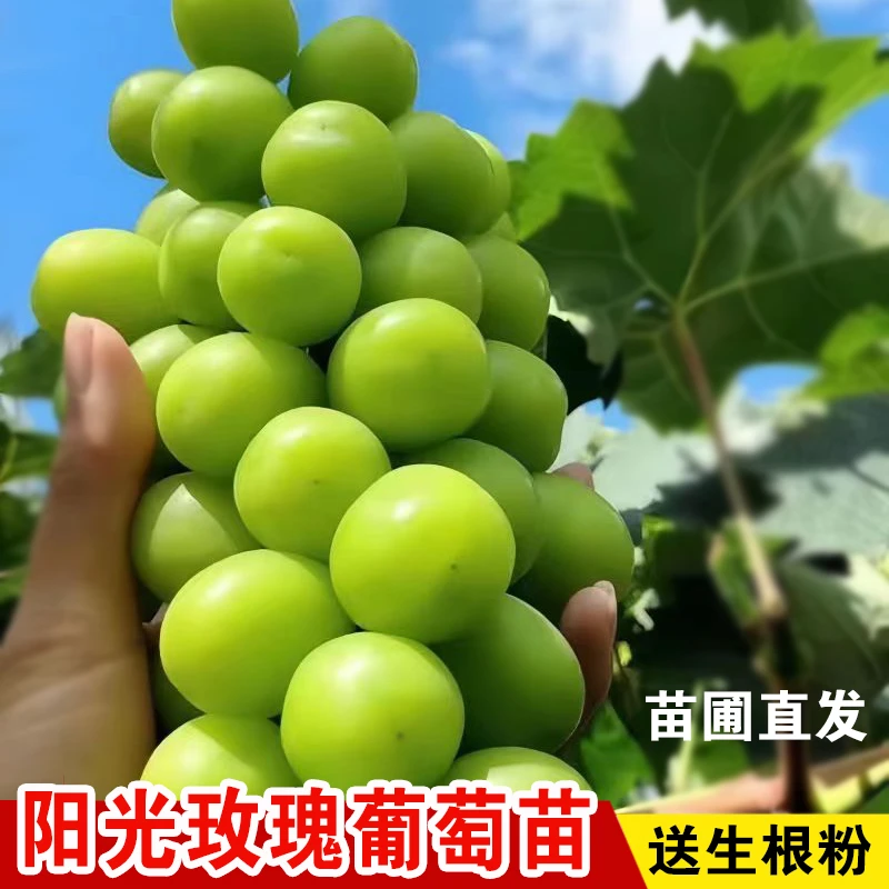 【阳光玫瑰葡萄树苗】葡萄苗果树苗盆栽地栽阳台庭院四季南北方种植