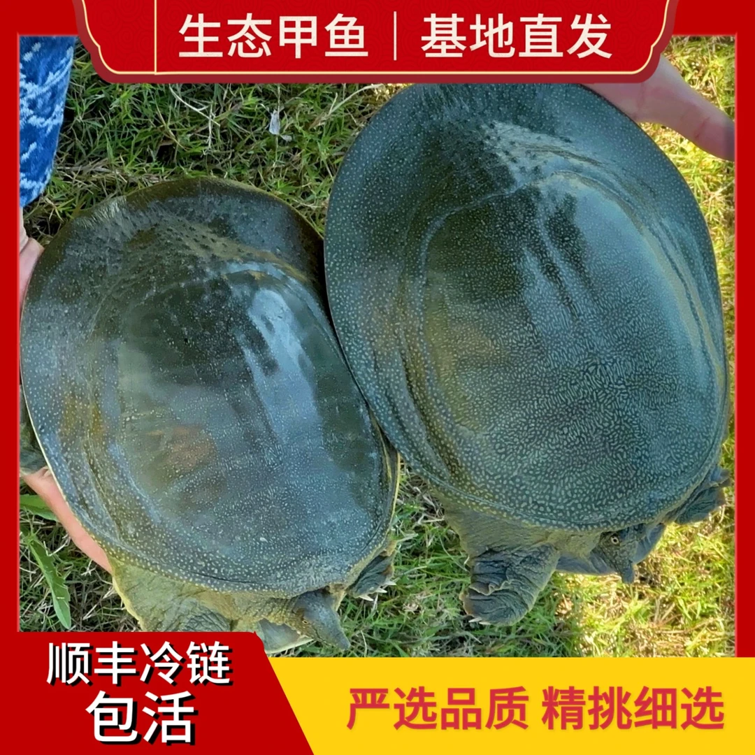 【浙江外塘甲鱼】三只共6-7斤生态养殖甲鱼 活体发货 收到死了包赔K
