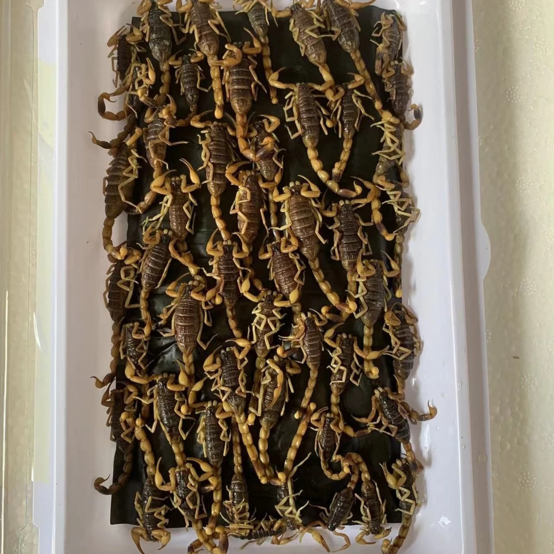 新鲜冷冻蝎子40只左右1盒生鲜速冻油炸烧烤吃中秋好物味道鲜美