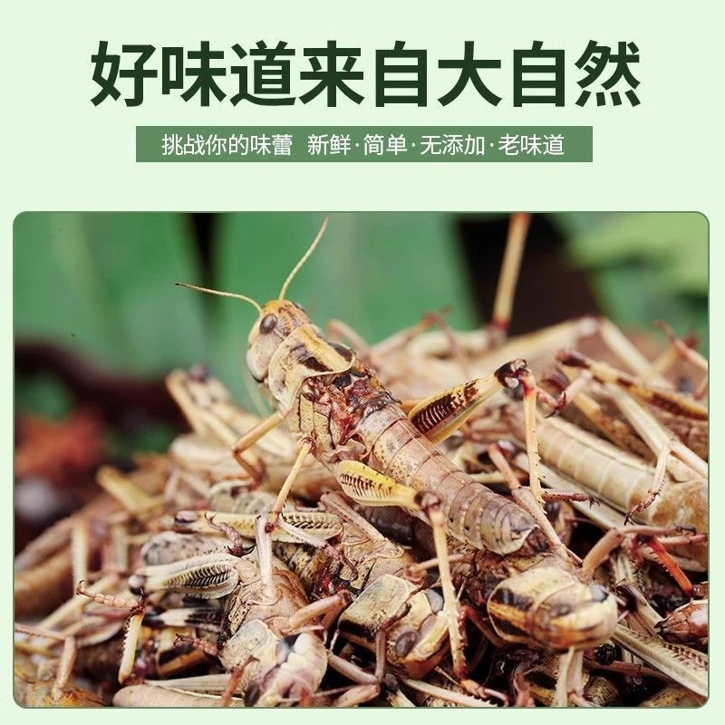 新鲜冷冻蚂蚱纯母去翅带籽东亚飞蝗一整箱礼盒中秋好物味道鲜美