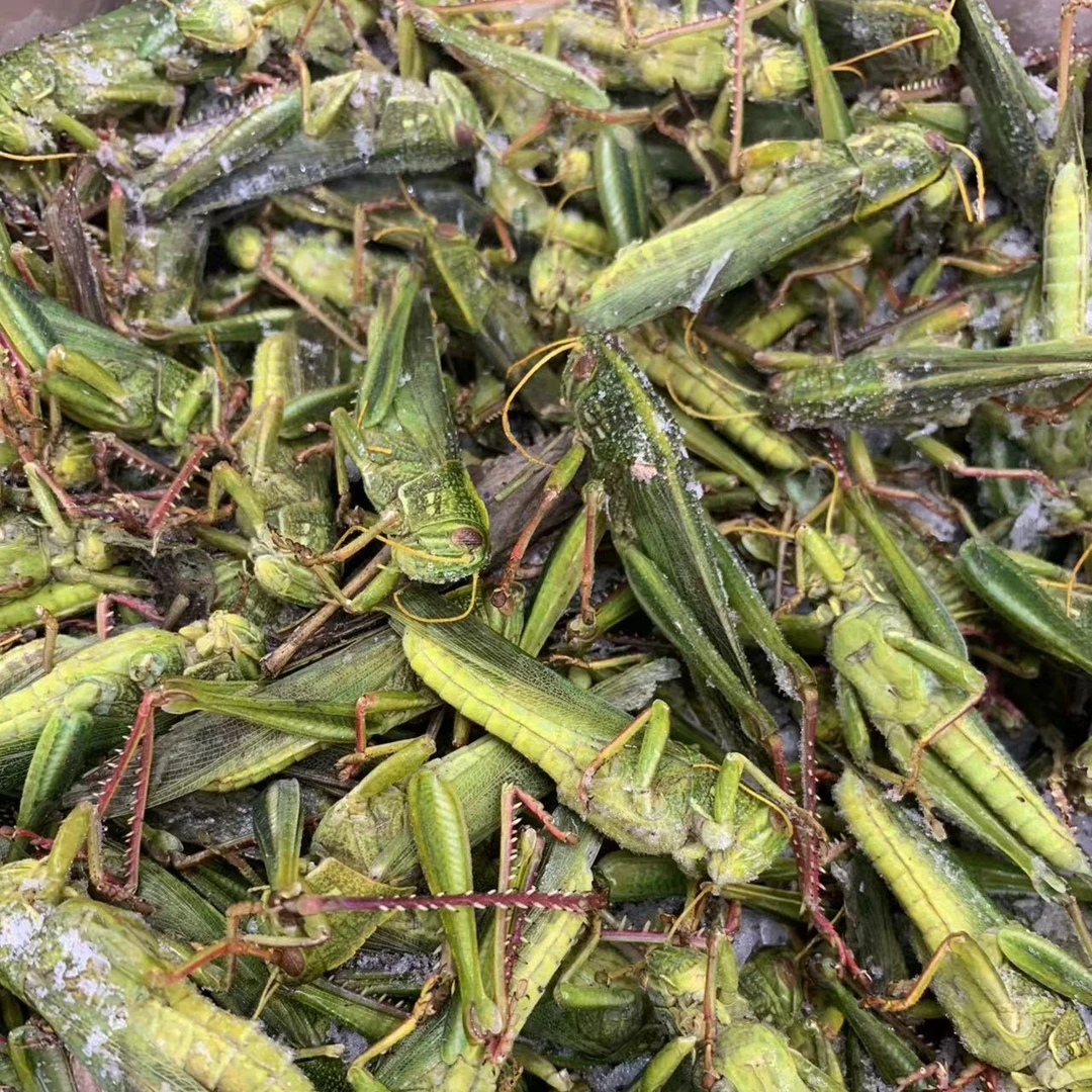 食用公蹬倒山蚱蜢油蚱蜢棉蝗新鲜冷冻0.5-1斤3斤可油炸烧烤发货快