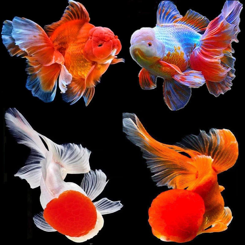 金鱼观赏鱼小金鱼锦鲤鱼冷水鱼兰寿蝶尾好养耐活