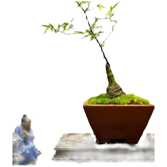 小叶种植练手桩茶台禅意办公室茶桌盆景盆栽素材桩室内好养活夏季